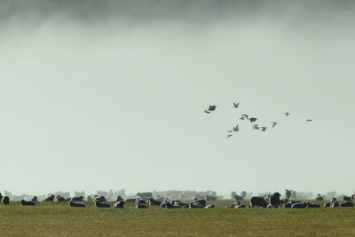 Birds flying over field against clear sky