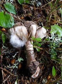 High angle view of mushrooms growing on plant
