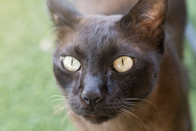 Close-up portrait of a cat