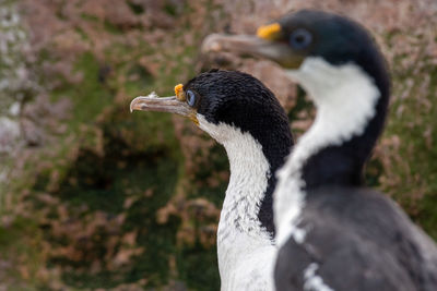 Close-up of a bird