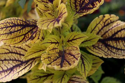 Close-up of fresh green leaves