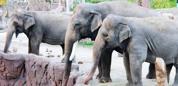 View of elephant in water