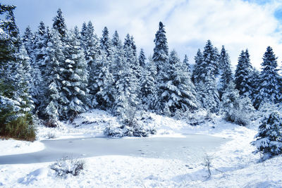 Frozen trees on snow covered landscape