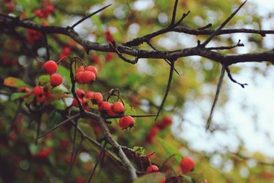 Low angle view of berries growing on tree