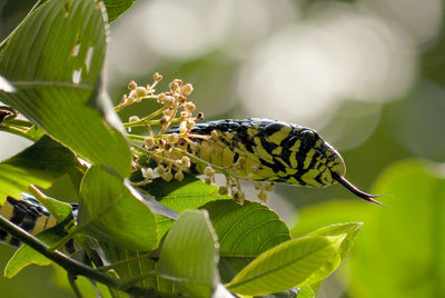 Snake hunting for a meal