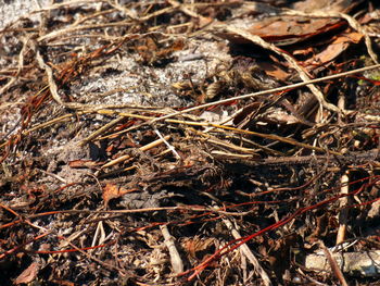 Full frame shot of dry field
