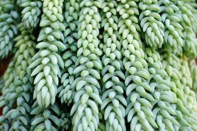 Full frame shot of succulent plant