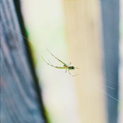 Close-up of insect