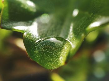 Close-up of wet insect on plant