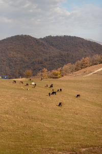 Cows grazing on field against sky