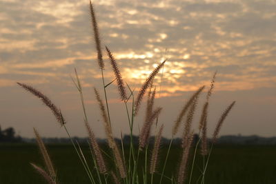 Close-up of wheat growing on field against sky during sunset