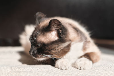 Close-up of a cat looking away