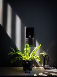 Close-up of potted plant on table at home