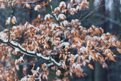 Close-up of leaves on tree