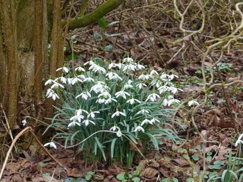 Close-up of plants growing on field