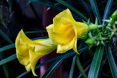 Close-up of yellow daffodil blooming outdoors