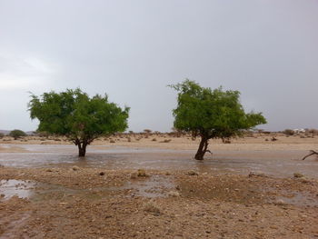 Trees on sand against sky