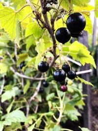 Close-up of berries growing on tree