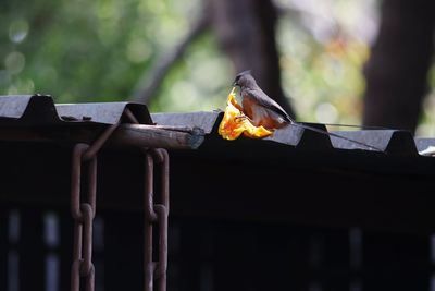 Close-up of orange on wooden log