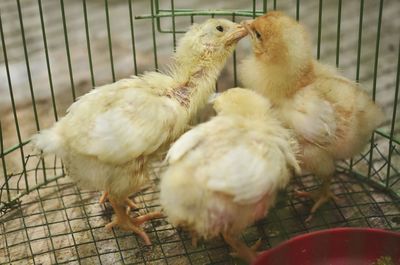 High angle view of birds in cage