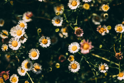 High angle view of daisy flowers