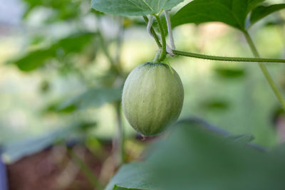 Close-up of fruit growing on tree
