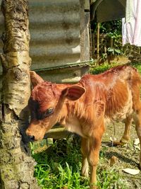 Close-up of cow