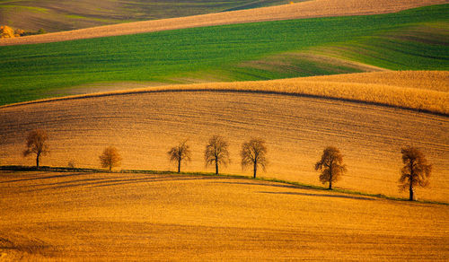 Scenic view of field