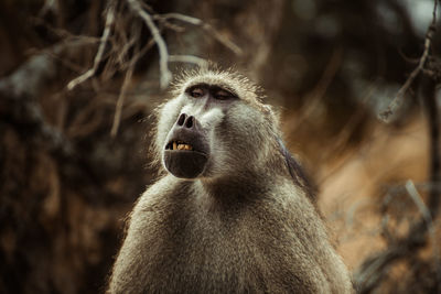 Close-up of baboon looking away while sitting outdoors