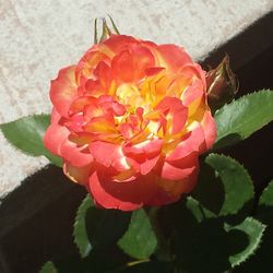 Close-up of rose