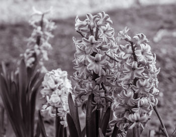 Close-up of flowers