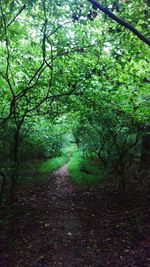 Footpath passing through forest