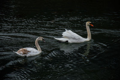 Swan swimming in lake