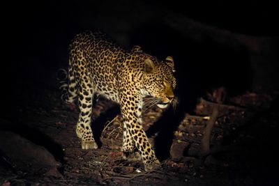 High angle view of leopard on field at night