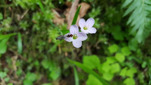 Close-up of insect on purple flower