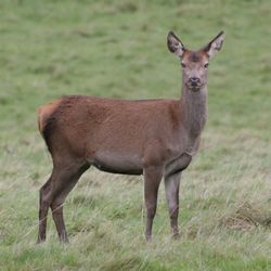 Portrait of deer standing on field