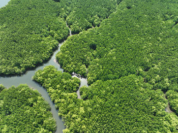 Amazing abundant mangrove forest, aerial view of forest trees rainforest 