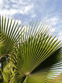 Low angle view of palm tree against sky