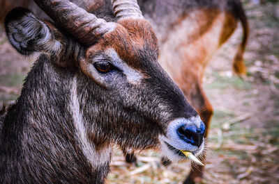 Close-up of a horse