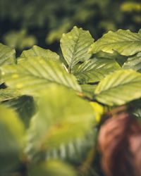 Close-up of green leaves on plant