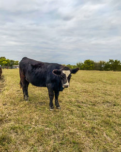 Farm cow black simmental with heart shaped white design on forehead 