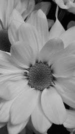 Close-up of white flower