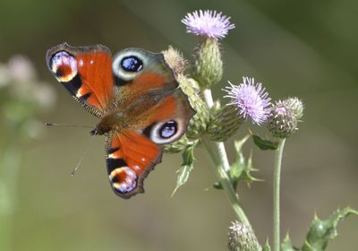 Close-up of butterfly on thistles blooming outdoors