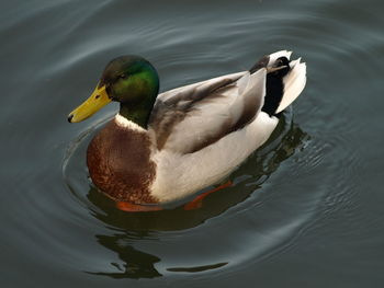 High angle view of mallard duck swimming in lake