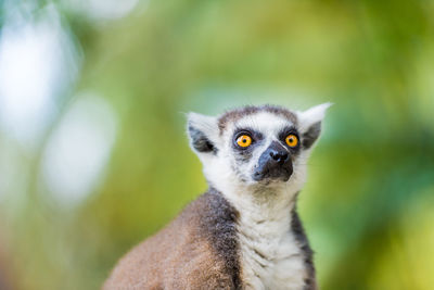 Close-up portrait of lemur sitting on fence