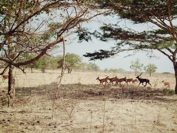 Horses in a field