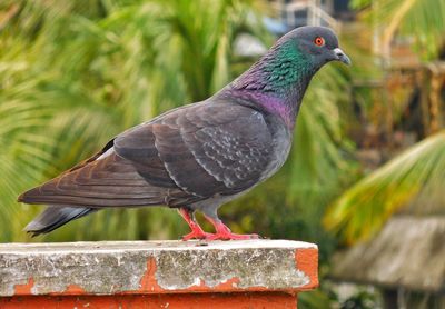 Close-up of bird perching outdoors