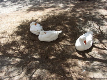 High angle view of swan on rock