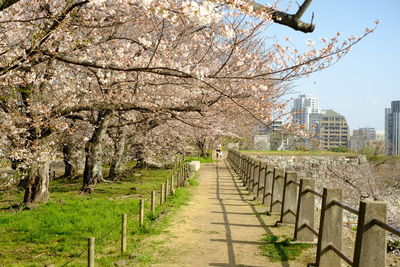 Trees in park