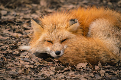 Close-up of a cat lying on field